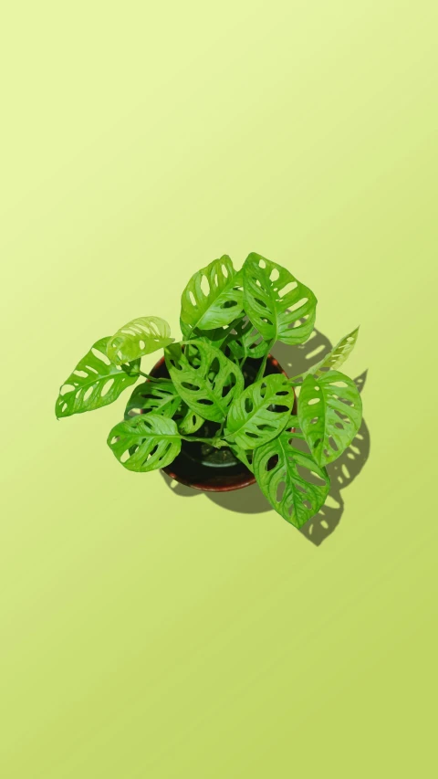 green leaves in a pot are seen above a yellow background