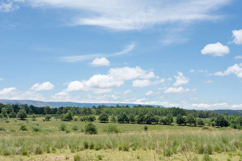 a landscape of trees, grass and clouds