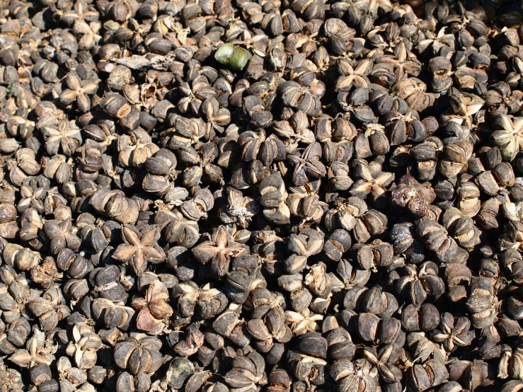 there are several seeds on this table