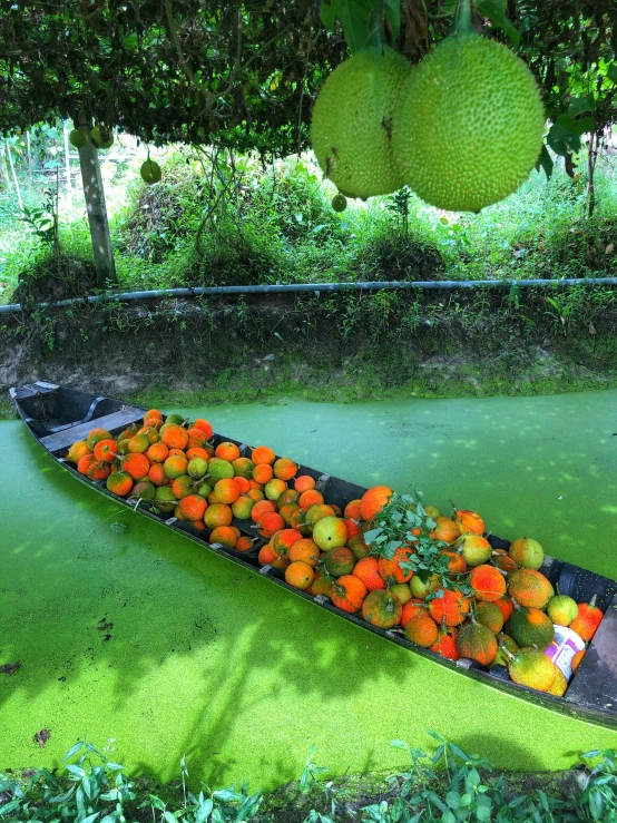 a boat filled with fruit under trees