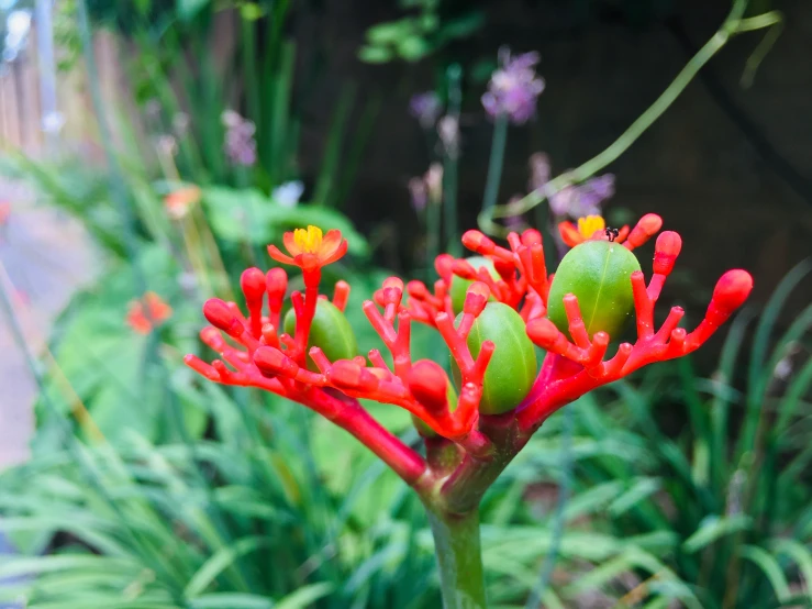 some kind of pretty red flower in the woods