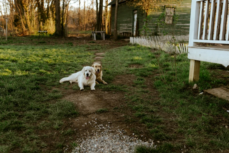 two white dogs sitting in the grass outside of a house