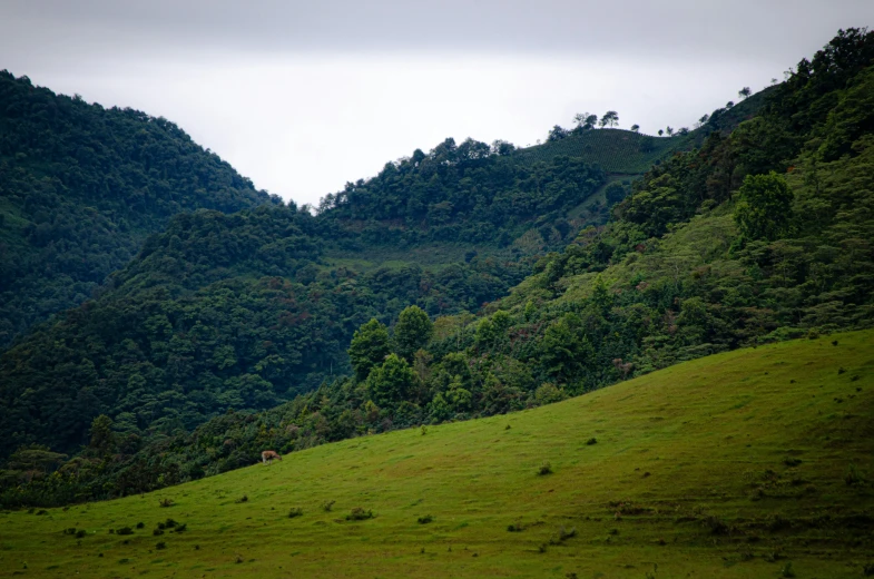 a grassy hillside near a forest with some animals