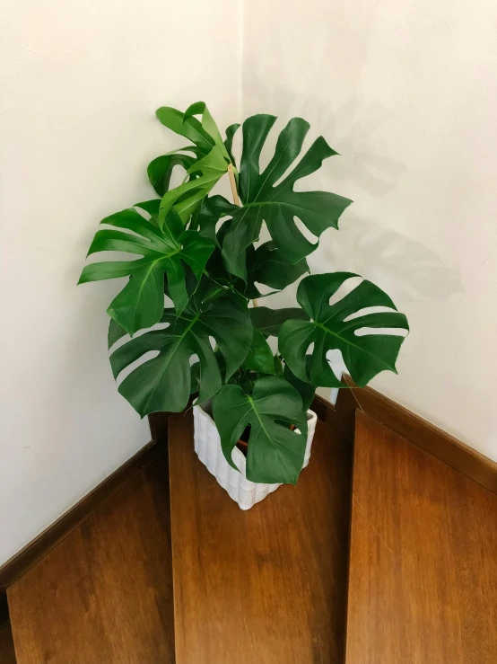 a green plant is in a white cube shaped vase