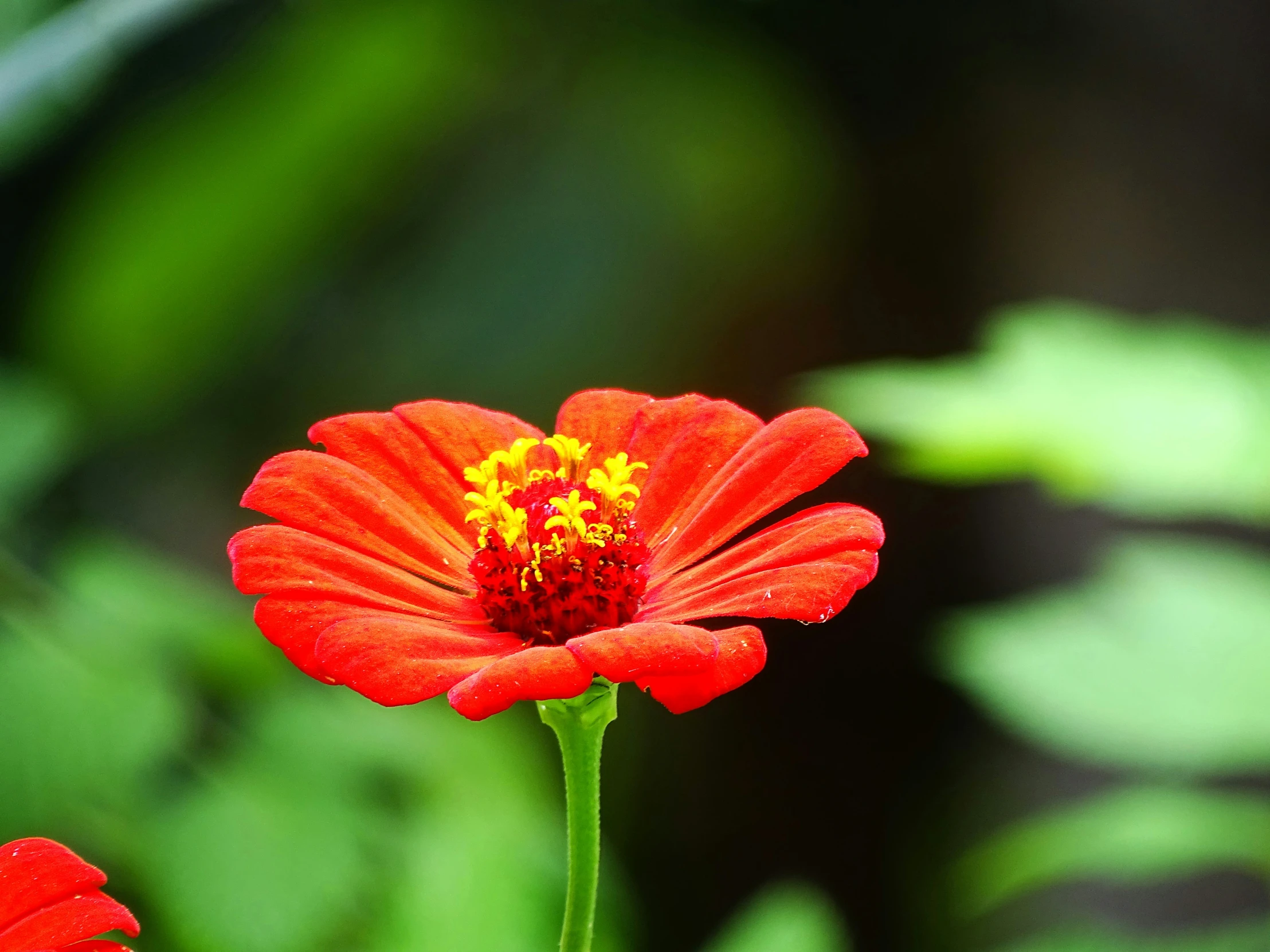 two red flower with yellow center are in the green woods