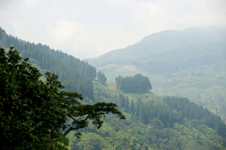 some green mountains and trees in the distance