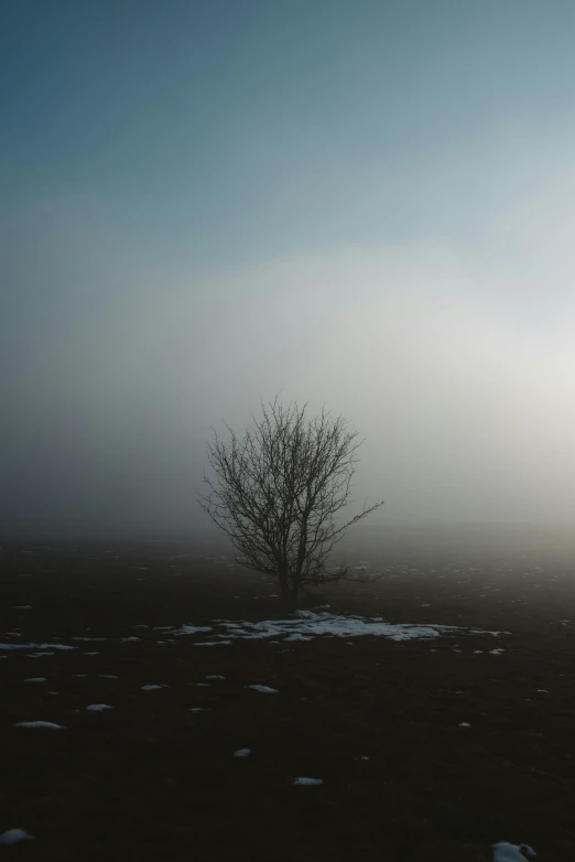 a lone tree on the prairie with fog and blue skies