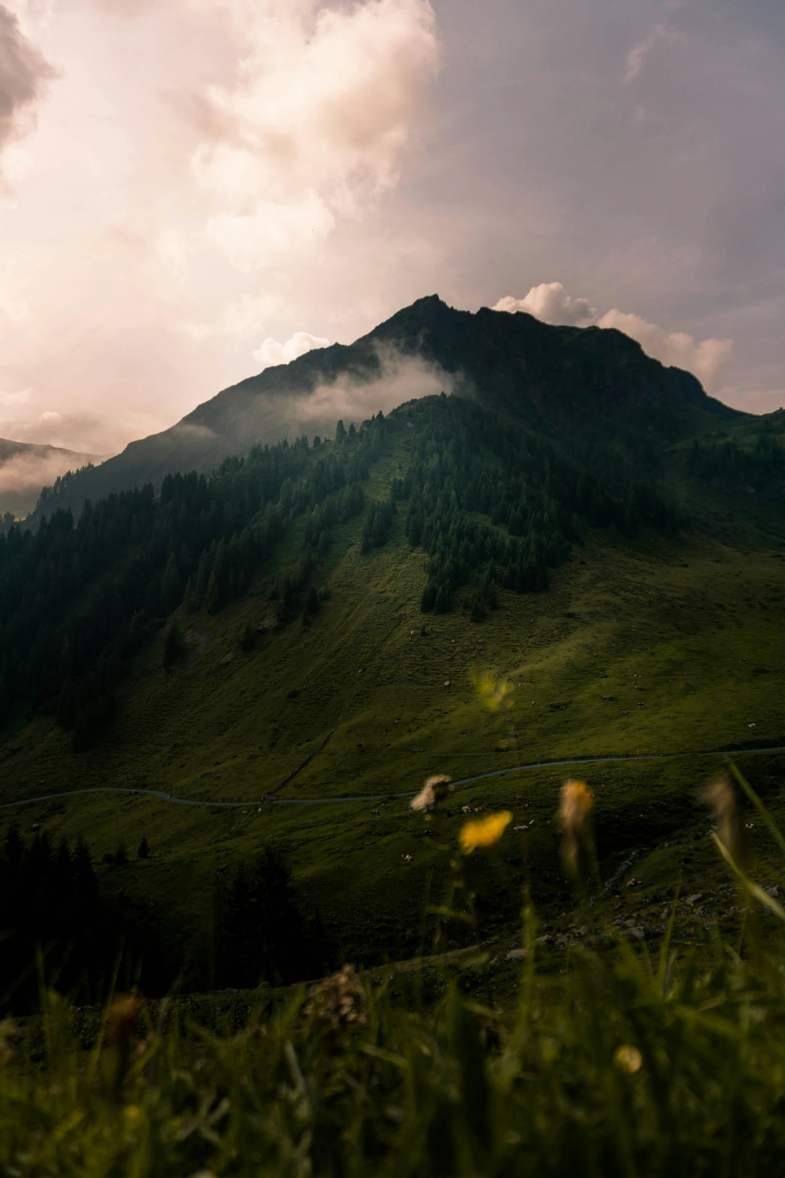 a grassy area with mountains in the background