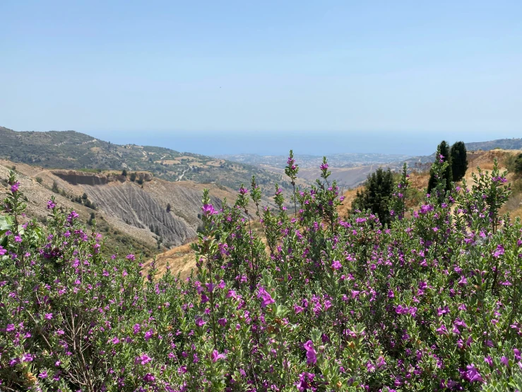 a mountain top with trees and purple flowers