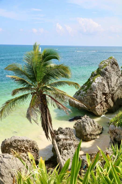 a view of the beach with rocks and palm trees