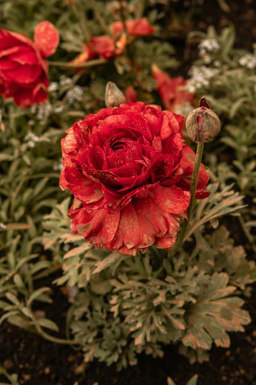 close up image of red flower on small bush