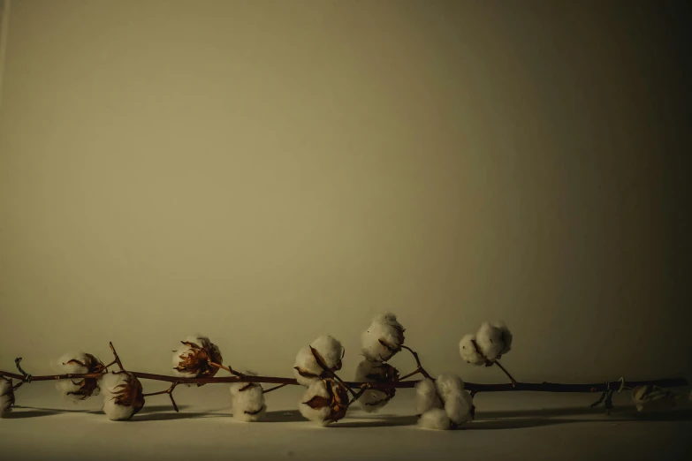 a row of cotton balls sits on the ground