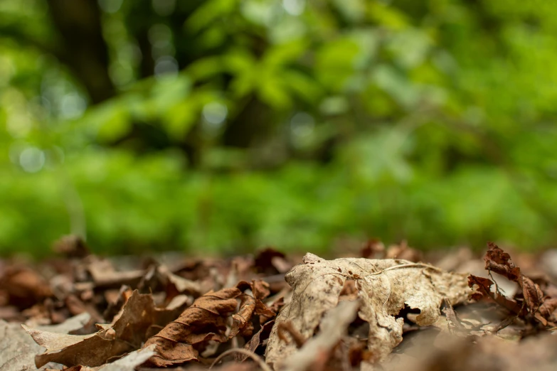 small red object surrounded by brown leaves in the middle of a forest