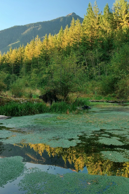 trees are in the distance behind water and lily pads