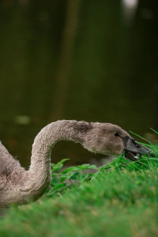 two geese feed on some green grass