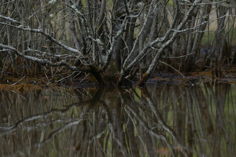 tree in a swamp, with the reflection of its leaves