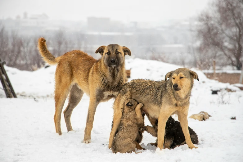 a group of dogs standing on top of snow covered ground