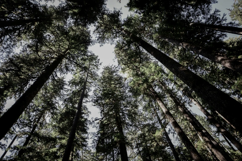 tall trees standing in the forest looking up at the sky