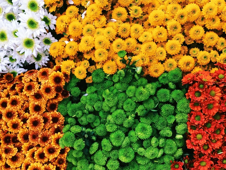 four rows of different colored flowers sitting next to each other