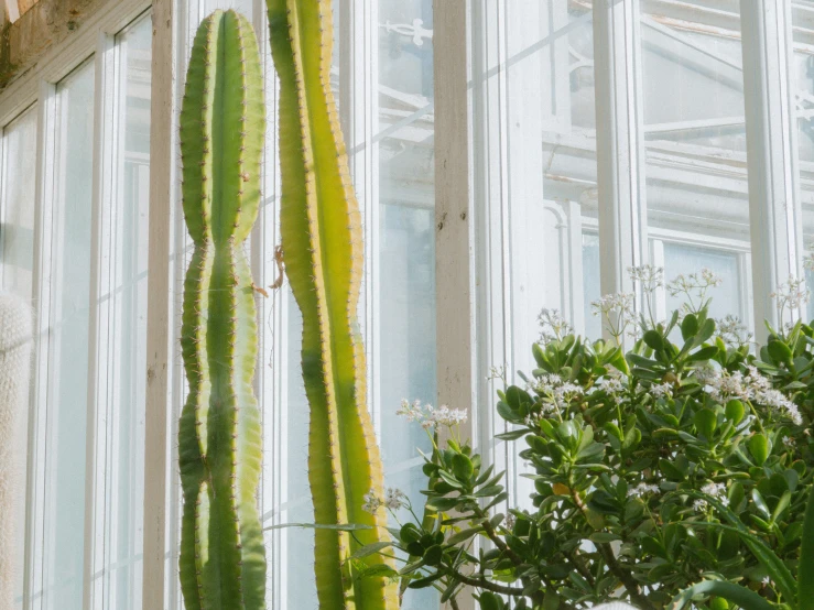 two large plants are sitting in front of glass windows