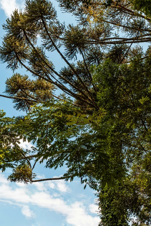 the sky is filled with green leaves of tree