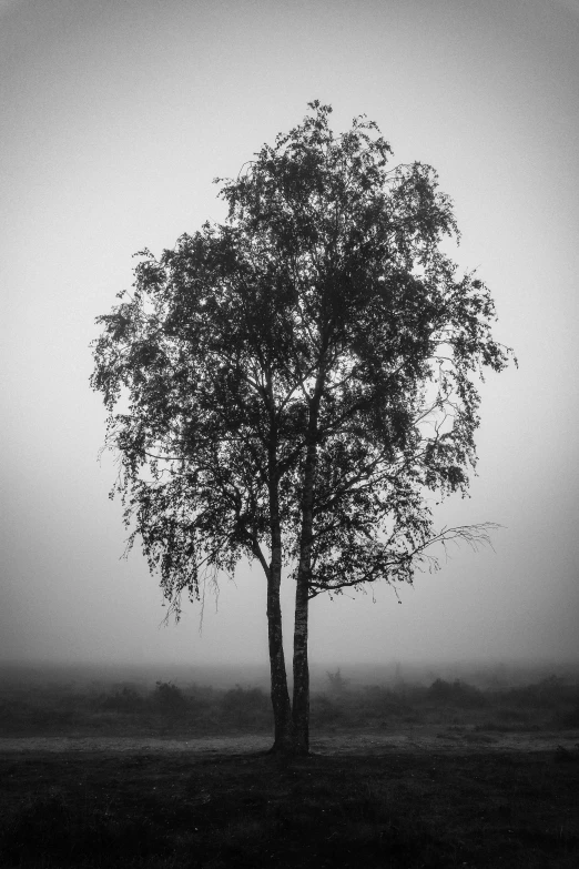 a tree in the fog standing alone in a field