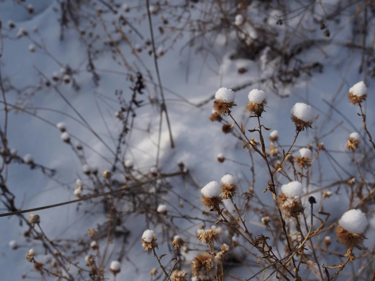 snow sits on some nches in the snow