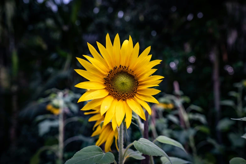 a large sunflower is blooming in front of an evergreen forest