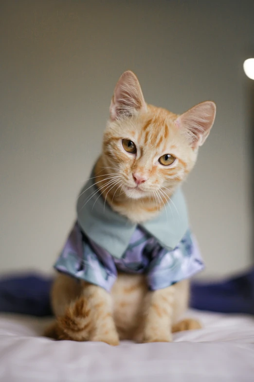 a yellow kitten wearing a shirt sitting on a bed