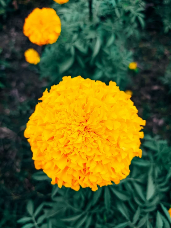 an up close view of some very pretty flowers