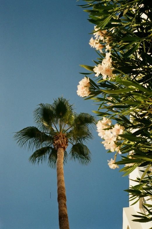 palm tree against the blue sky and white flowers