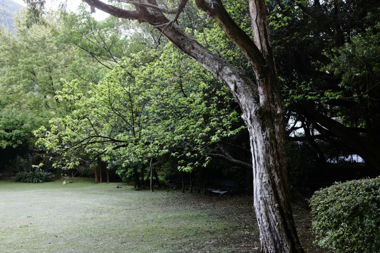 an open field near some trees with benches