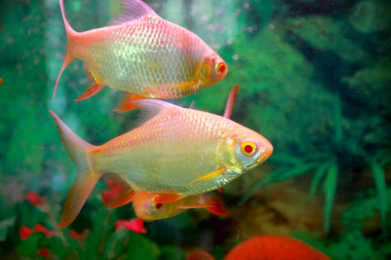 two bright colored tropical fish in an aquarium