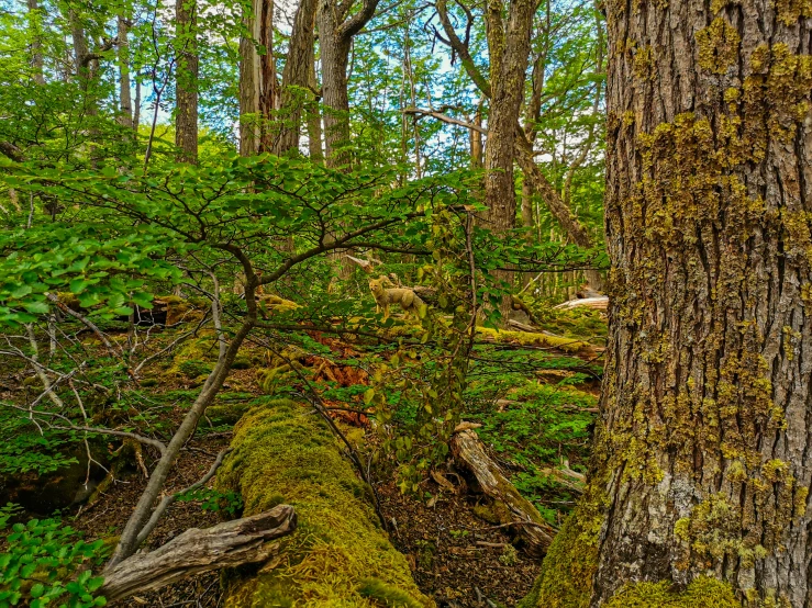 the moss covered ground by the big trees