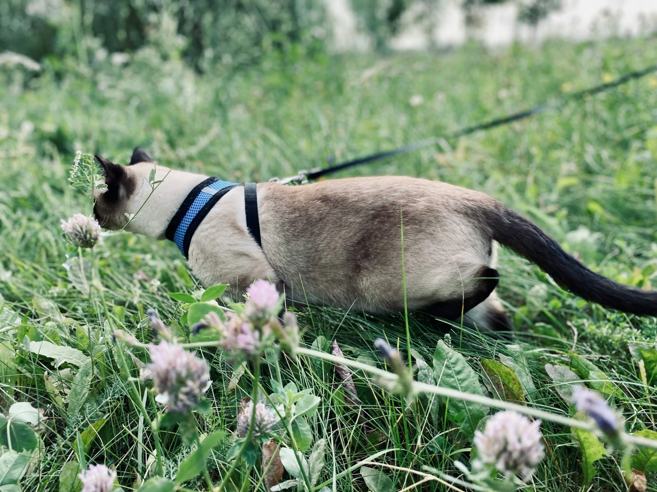 a cat is walking in the grass with flowers