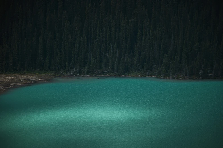 an unkempt lake surrounded by trees at night