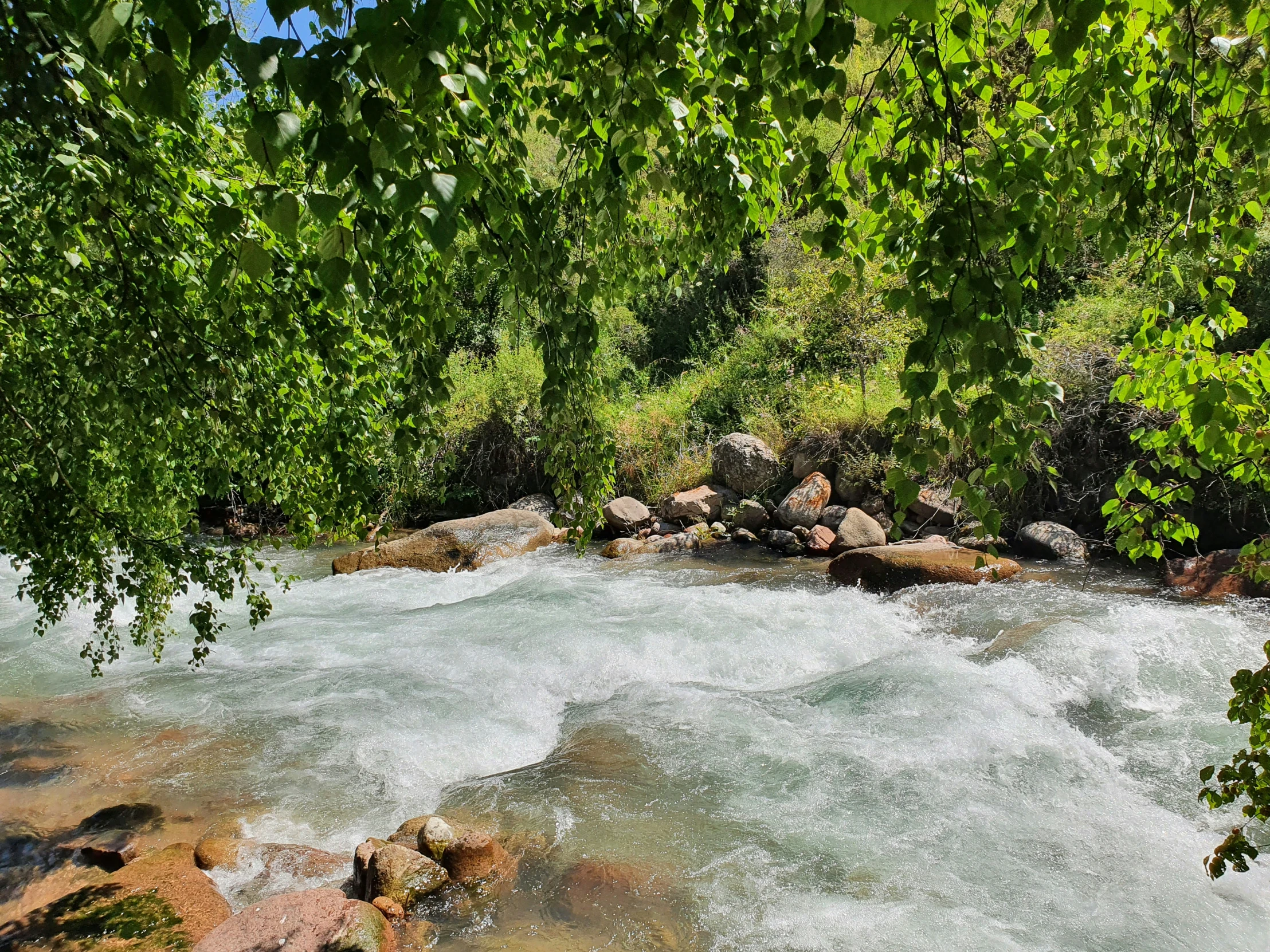 a small body of water surrounded by trees