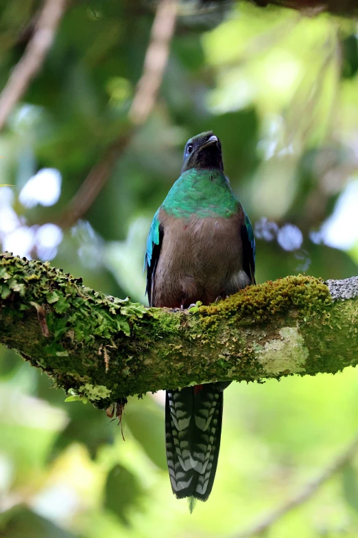 the colorful bird is perched on the nch