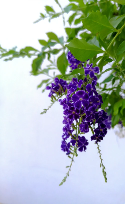 purple flowers growing from a bush near a white wall