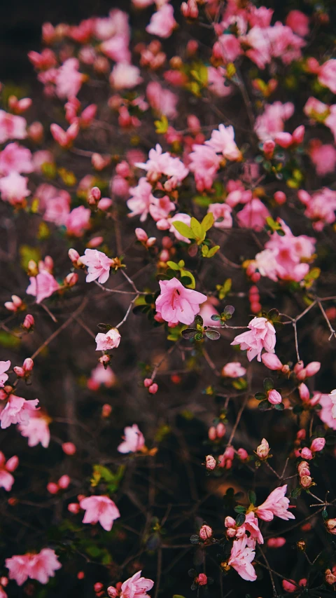 the flowers in the foreground are pink