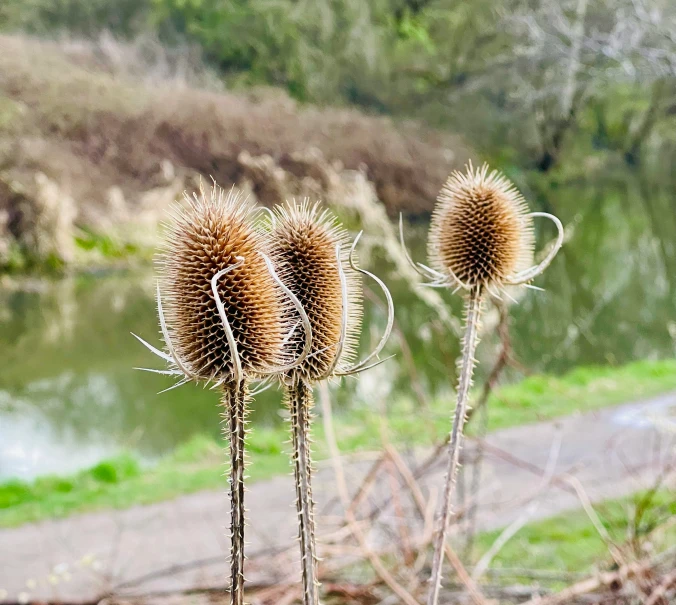 this is three dried flowers by the water