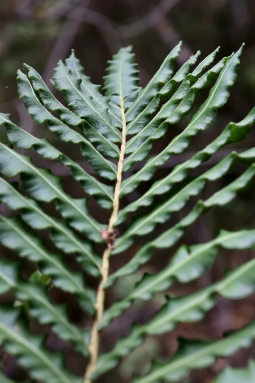 a close up of a tree nch with several leaves