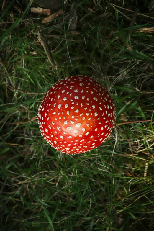 a mushroom is in the middle of green grass