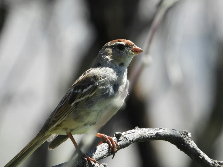 a bird standing on a nch in front of some trees