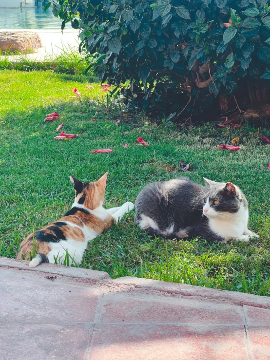 two cats playing in a yard with a lawn toy