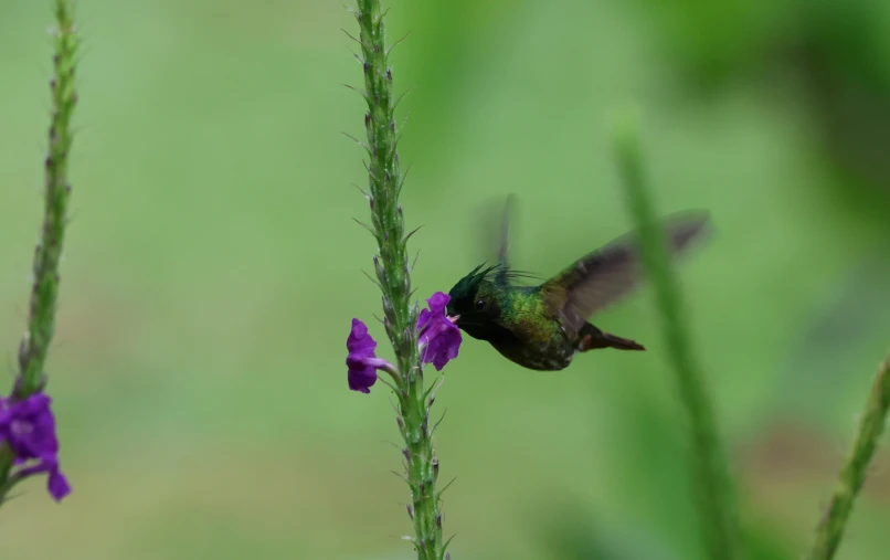 a hummingbird flying near a purple flower