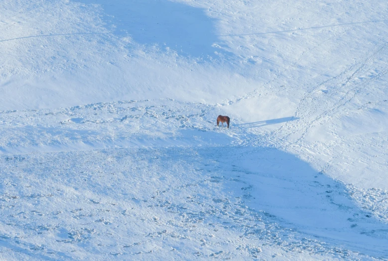 a lone red horse standing in the snow