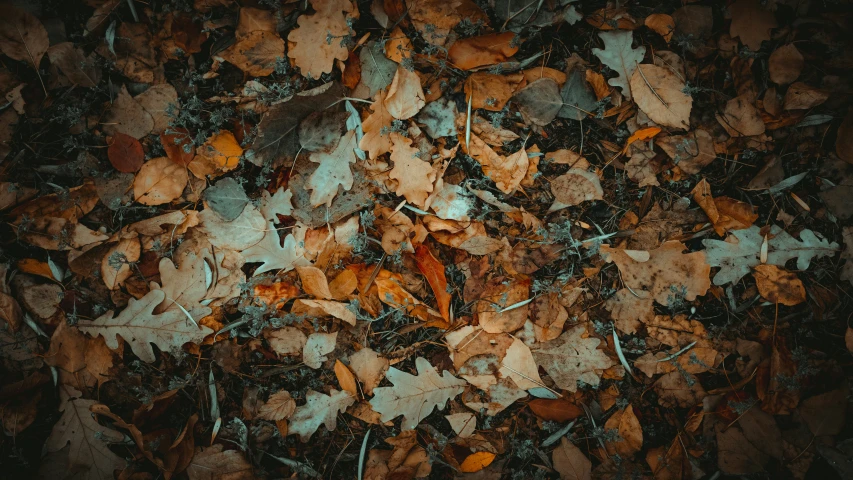 a view from the bottom up of a pile of leaves