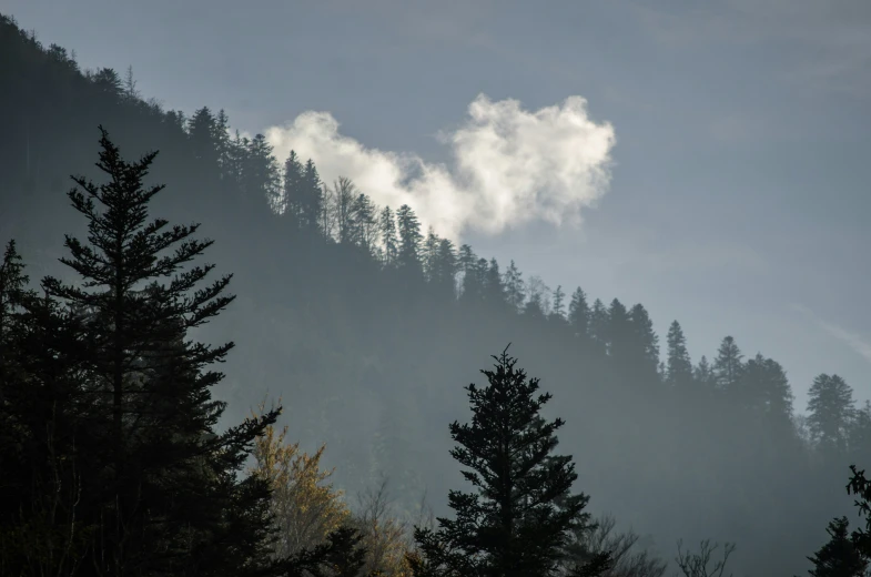 a view of pine trees and the sky with clouds in the background