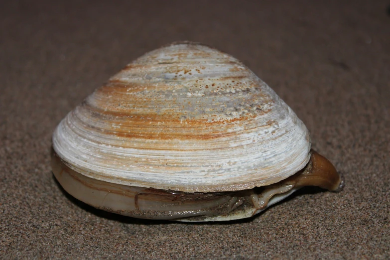 a seashell on sand with a small amount of grain on its shell
